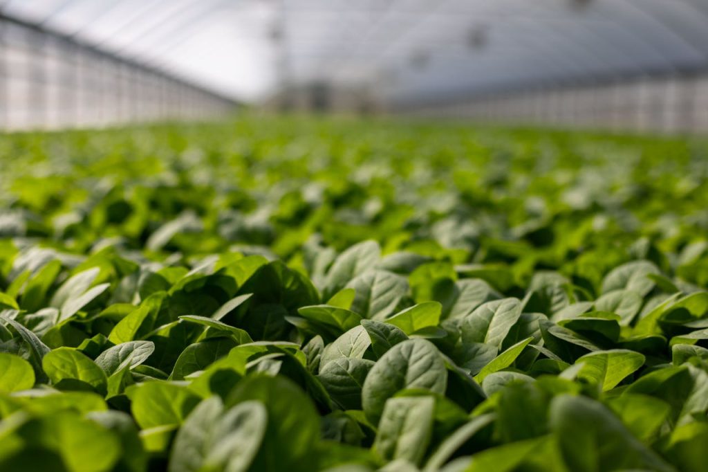 Grow Room Climate Control