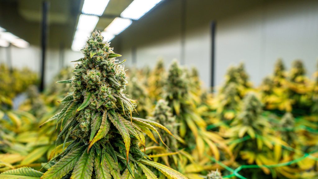 cannabis HVAC Systems