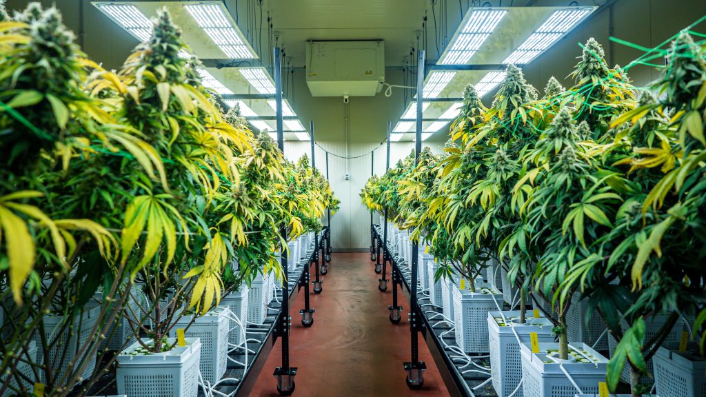 Cannabis HVAC Systems