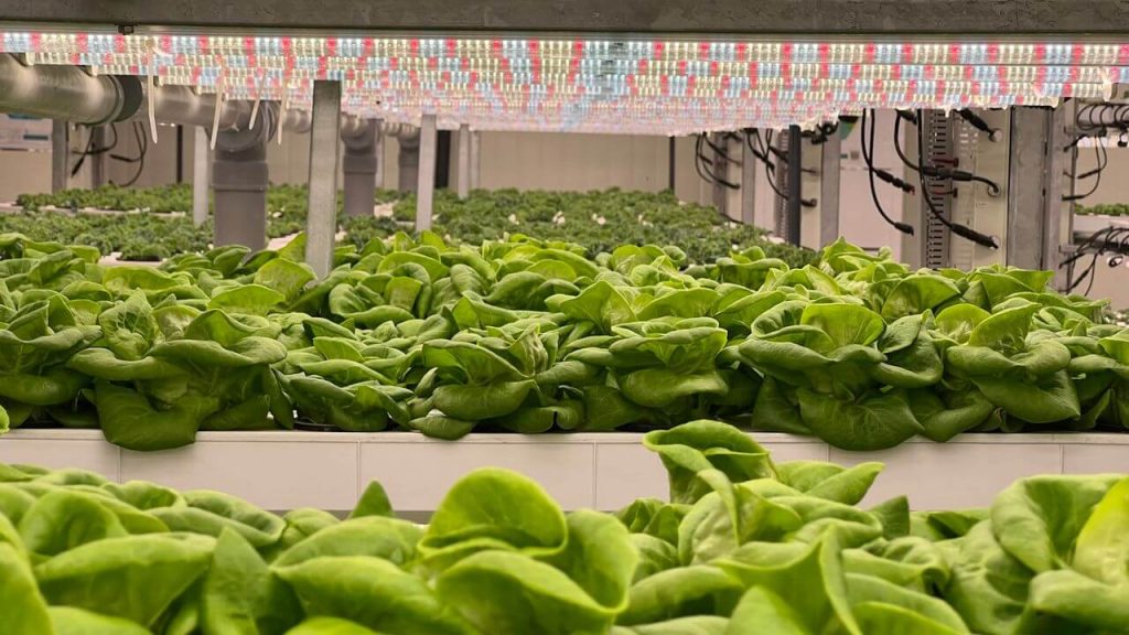 Indoor Farming HVAC