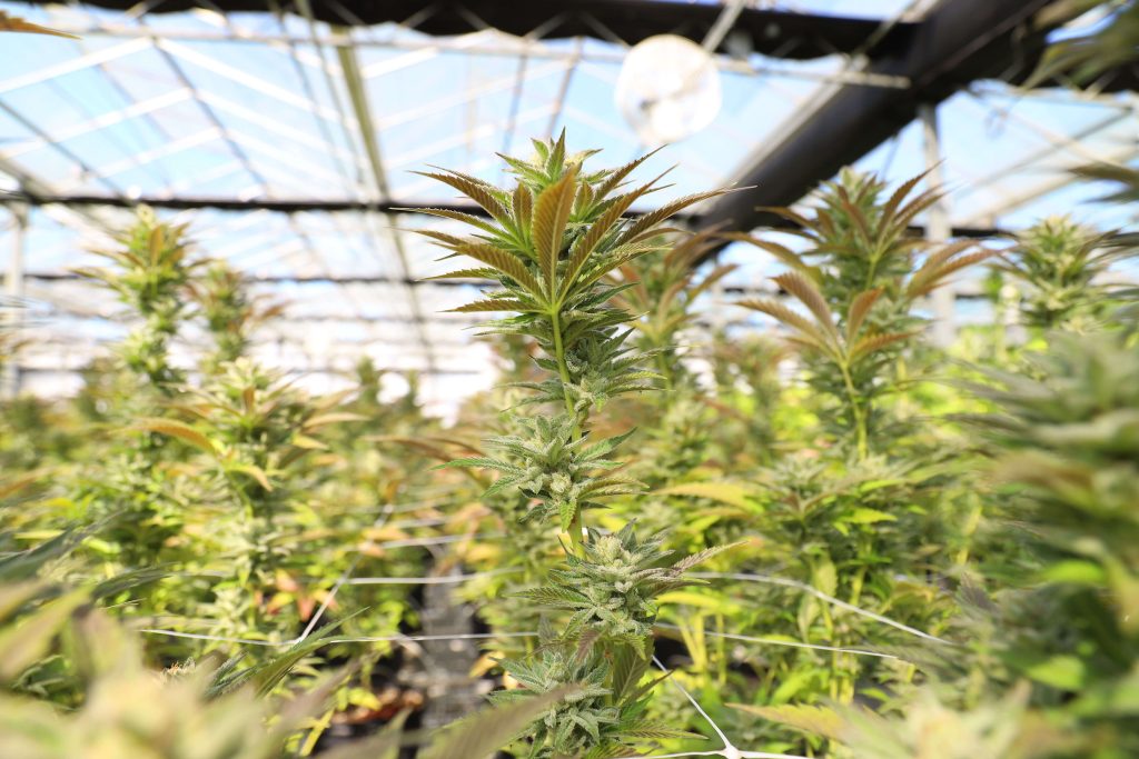 Cannabis Cultivation HVAC