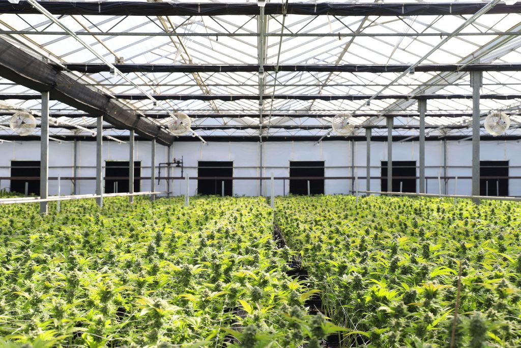 Commercial Grow Room HVAC