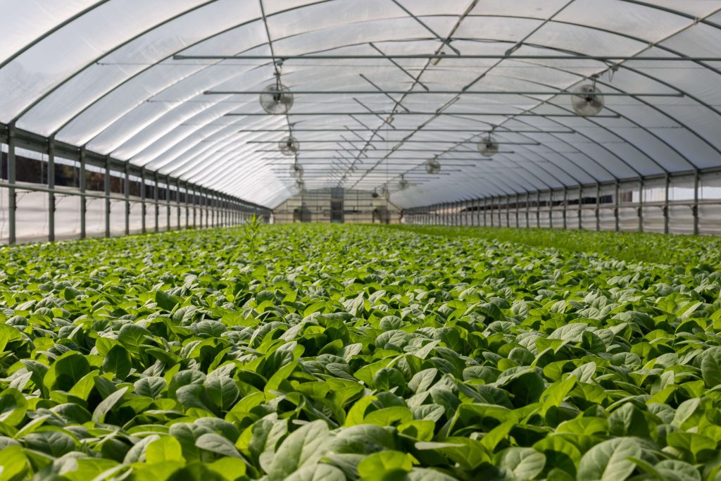 Controlled Environment Agriculture HVAC