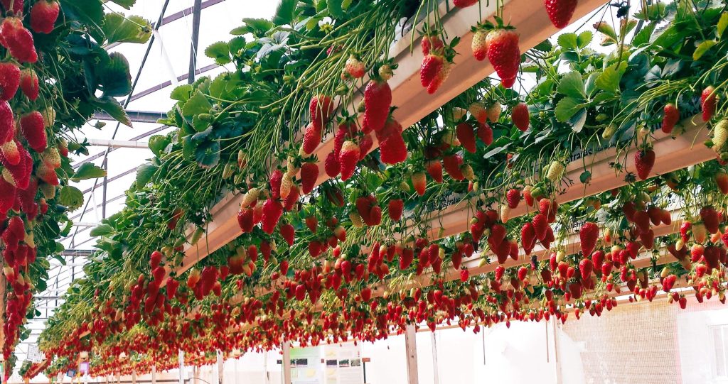 Controlled Environment Agriculture HVAC
